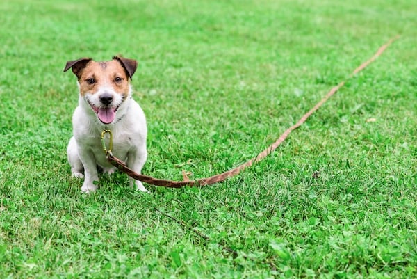 Jack Russell Terrier with pet training equipment