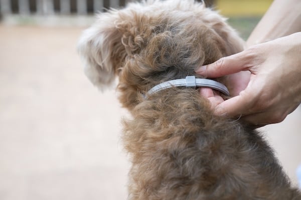 Hand attaches flea collar to dog