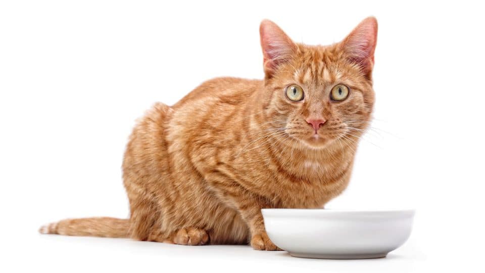 Tabby cat sitting around a bowl of food