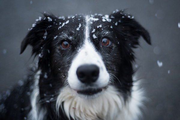 Border collie with a dusting of snow on nose