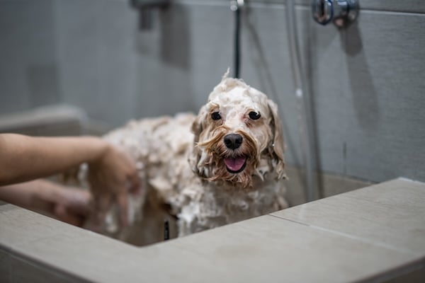 Pet groomer with apron grooming a brown toy poodle in dog washing station