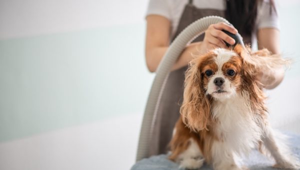 Small dog is groomed with blow dryer