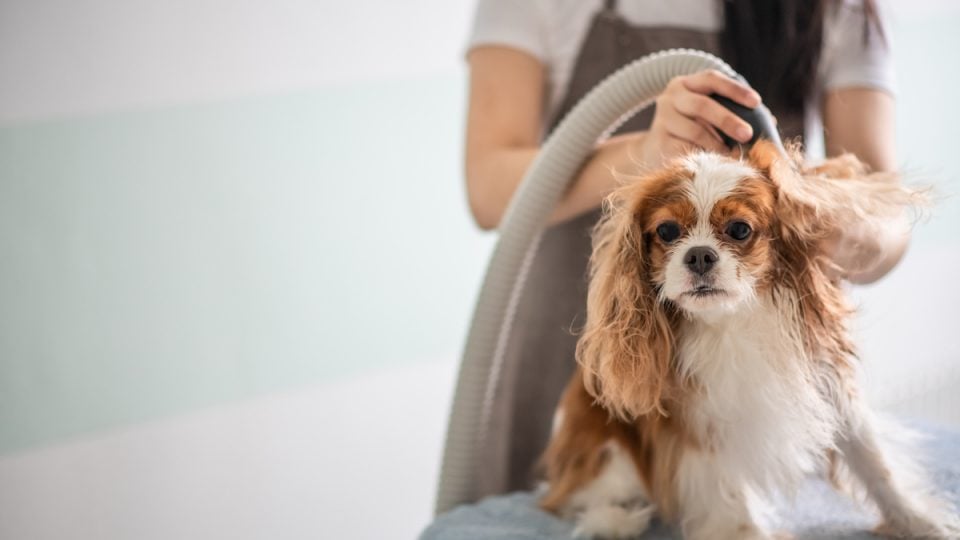 Dog Blow Dryers | The 8 Best Dryers for Quiet and Temperature Control