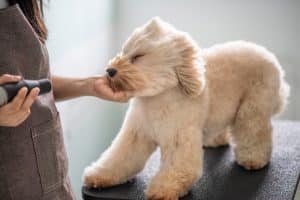 Pet groomer using blow dryer on dog