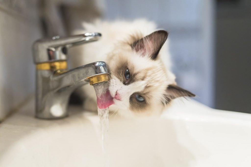 ragdoll kitty drinking from a bathroom faucet