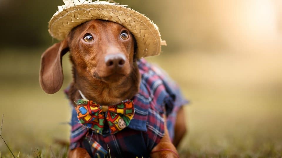 Happy Dachshund wearing costume and hat