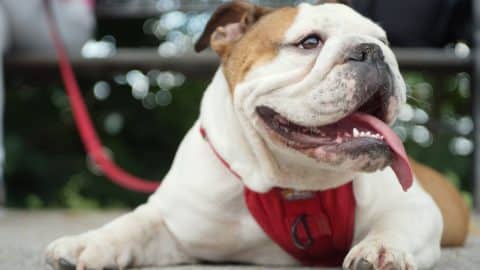 English Bulldog cools down with mouth open and tongue out