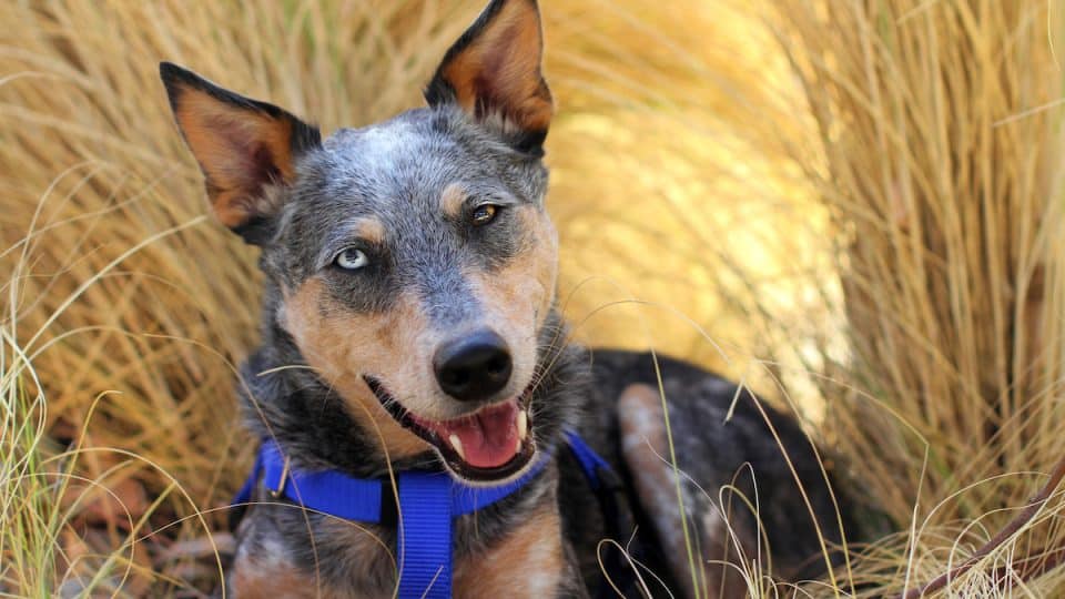 Blue Heeler mixed dog with two different colored eyes wearing a blue harness smiling and laying in grass