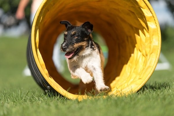 Jack Russell Terrier running through agility tunnel