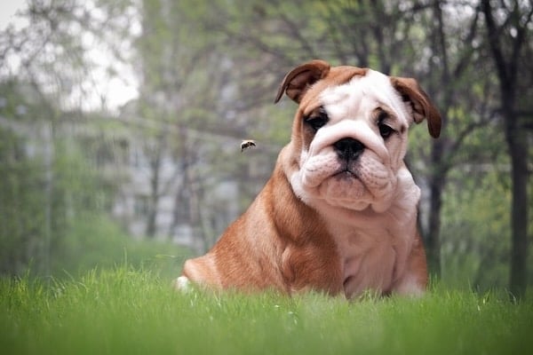 Funny puppy looking at flying bumblebee