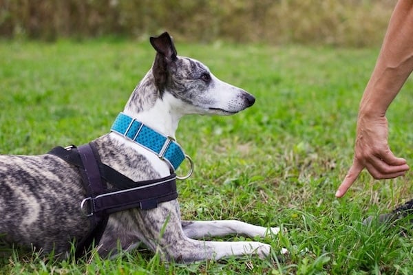 Hand gestures for whippet to lay down on grassy lawn