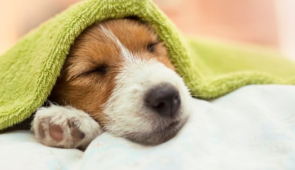 Cute Jack Russell terrier puppy dog sleeping under towel