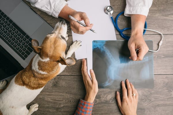 Dog and vet looking at x-ray