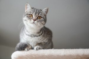 iStock/Axel Bueckert