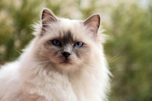 Birman Cat