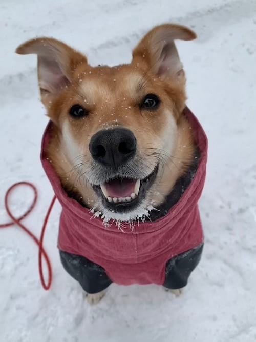 Brown dog wearing a Hurtta Expedition dog cat. 