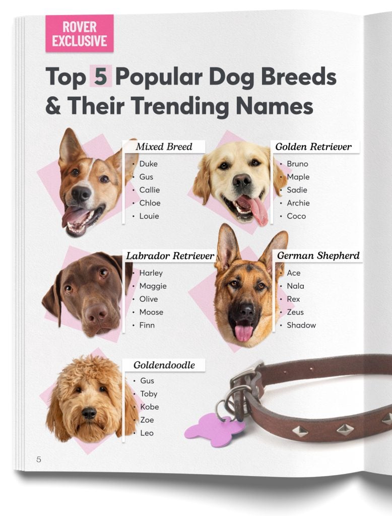 Dog faces next to lists of top popular dog breeds and their trending names