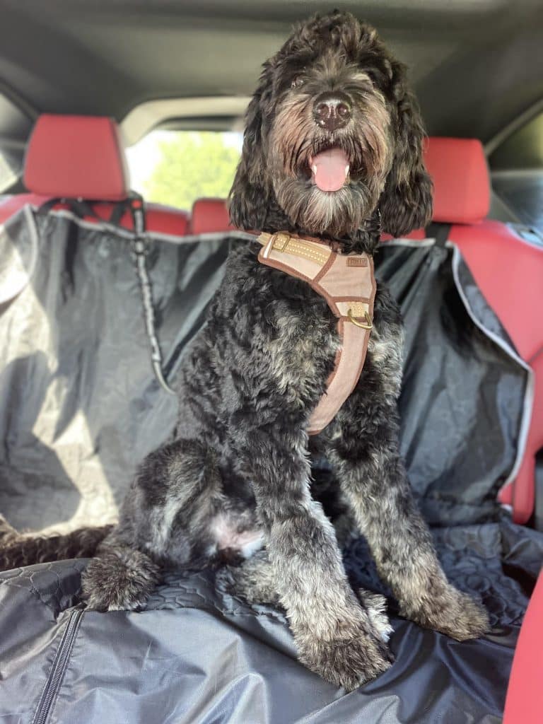 A photo of a black, gray and white Bernedoodle in the car