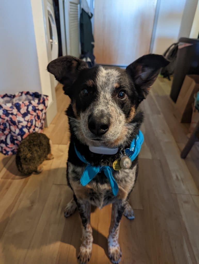 Black and white cattle dog sits wearing a GPS tracker and blue bandana