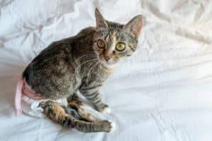 View of Cat Incontinence: Causes, Risk Factors & Treatment