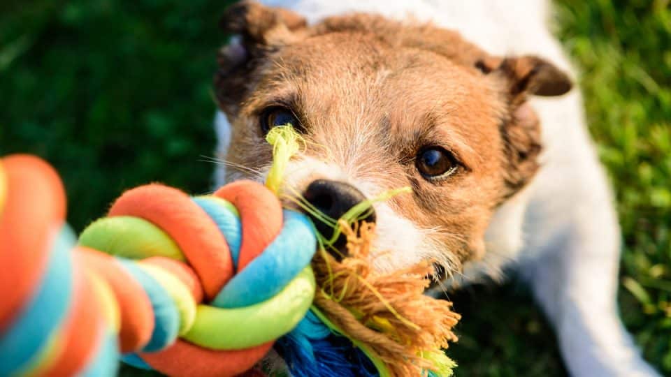 dog tugging on colorful rope toy
