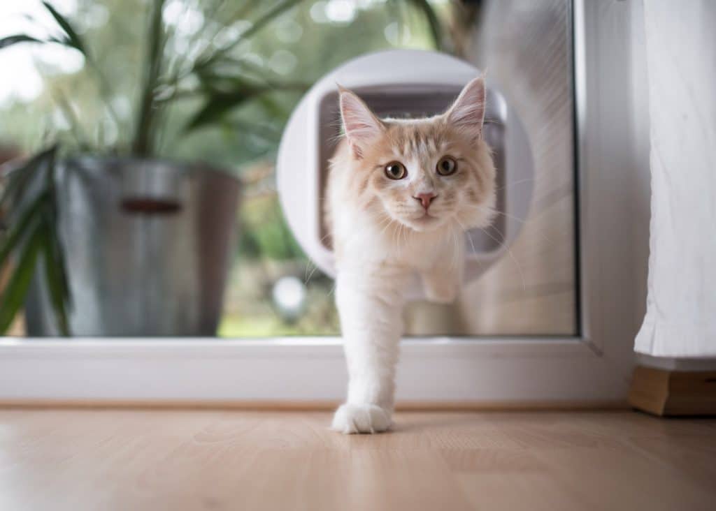 Un gato de interior entrando en casa a través de una gatera