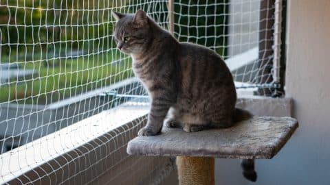 Cat sitting on perch in catio, looking outside