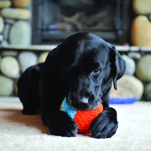 Chuckit! Indoor Ball Fetch Toy
