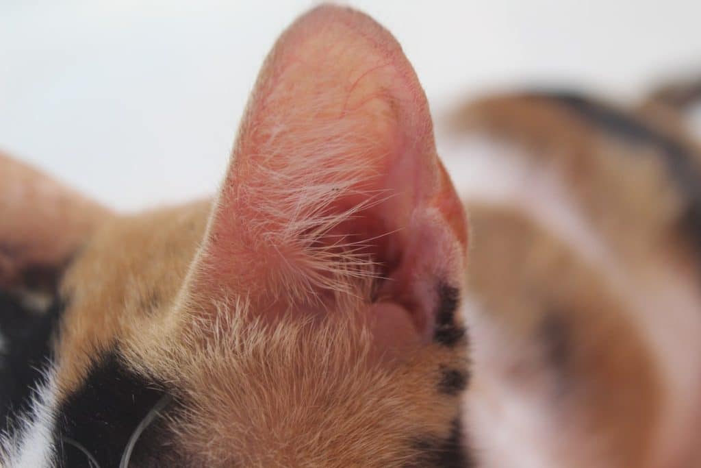 A close up of a cat's inner and outer ear