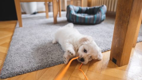 Puppy wrestling with leash on living room floor