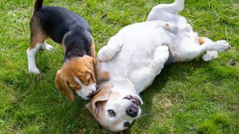 Adult Beagle and Beagle puppy playing in grass