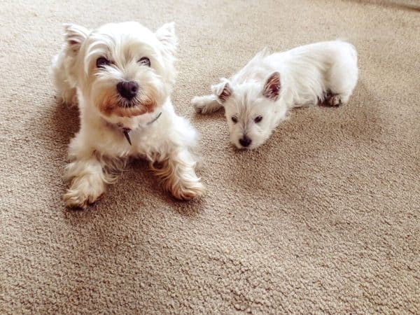 Senior and puppy terrier sitting on floor together