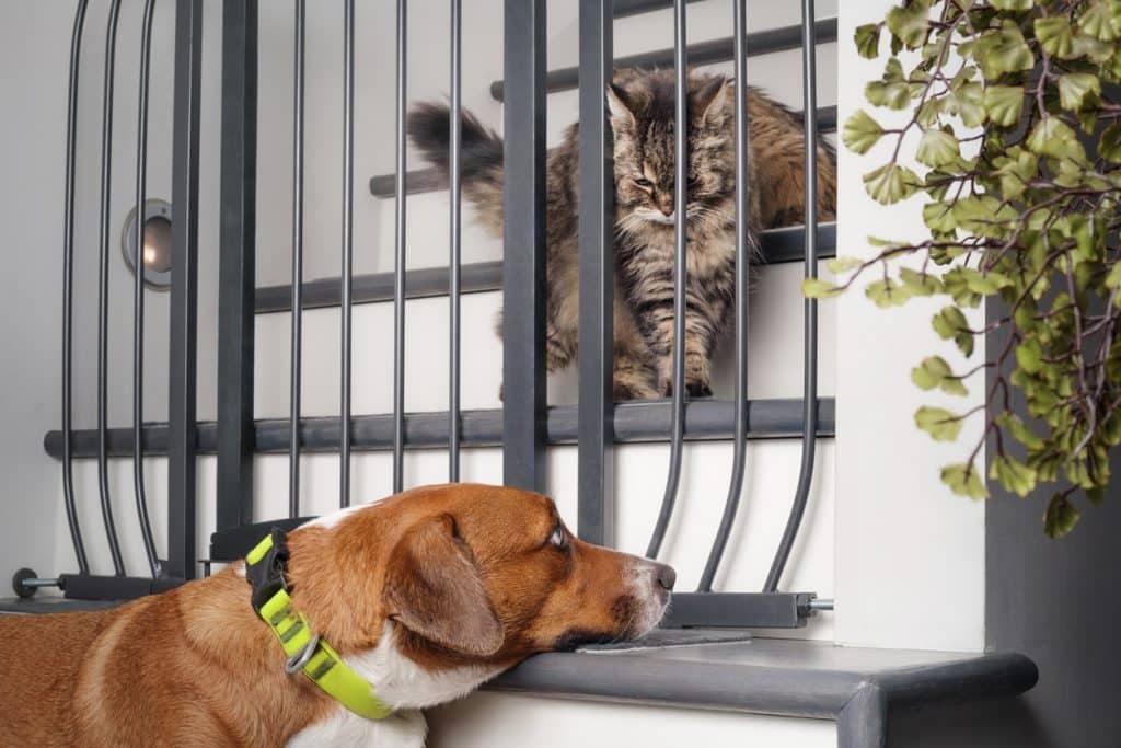 Introducing a dog and kitten safely by sight