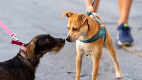 Introducing two dogs to each other