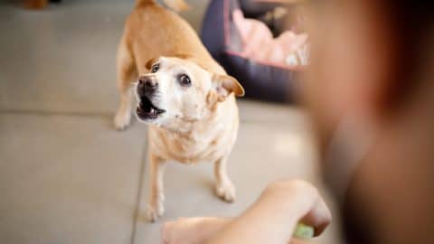 How to Introduce Reactive Dog to New Person: Pro Tips
