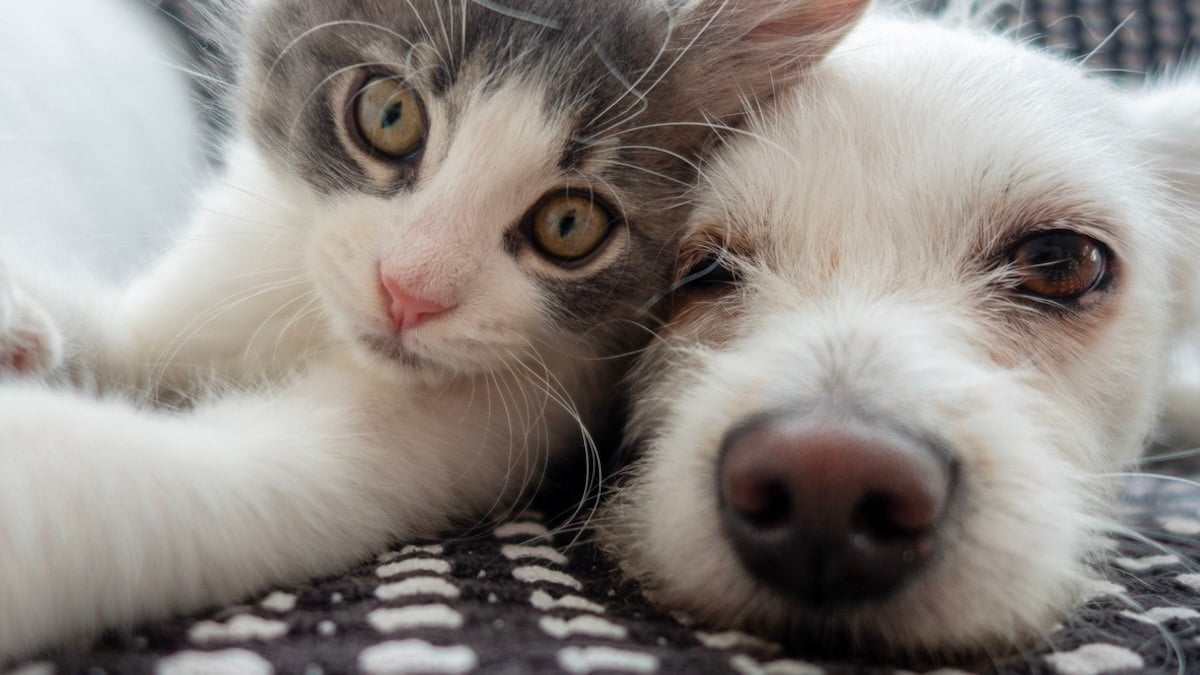 How To Introduce a New Puppy to Your Cat, image size:1200x675