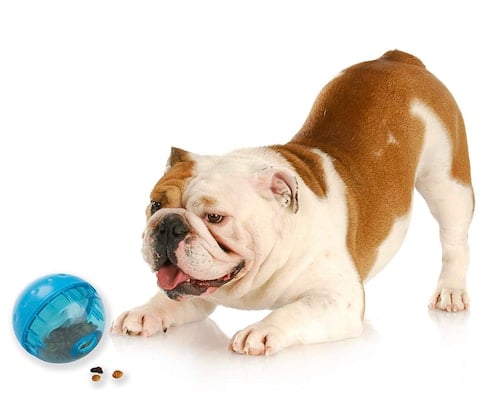 Bulldog with IQ treat-dispensing ball