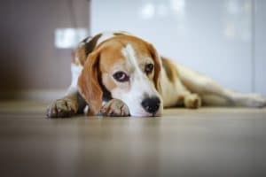 Beagle lying down on floor looking at camera