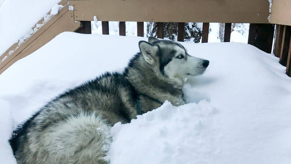 Husky sitting in a large pile of snow on the deck