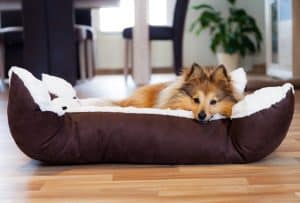 Dog stretches out in dog bed alone