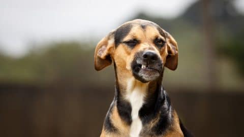 Dog outside with teeth bared