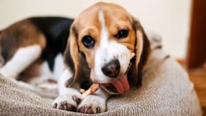 Beagle puppy eating a chew in a dog bed