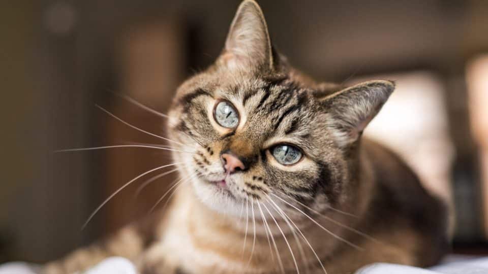 Brown tabby cat with blue eyes and long whiskers