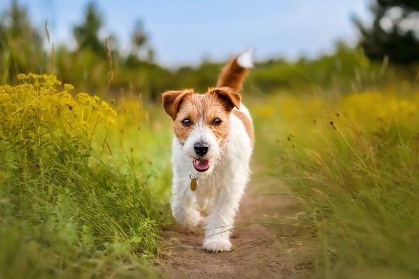 Jack Russel Terrier as walking in the grass in spring