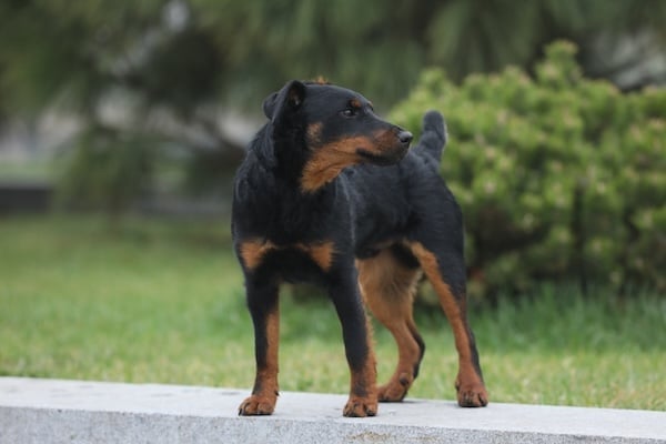 Cute Jagdterrier outdoor