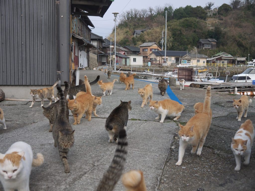 Chats errants sur l'île aux chats japonaise d'Aoshima