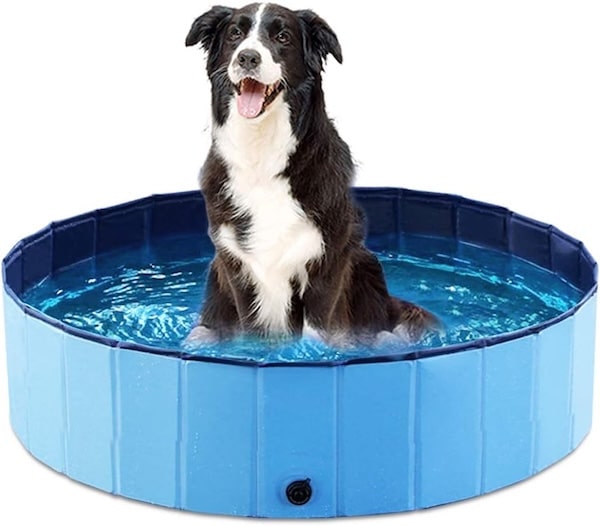 Dog sitting in swimming pool