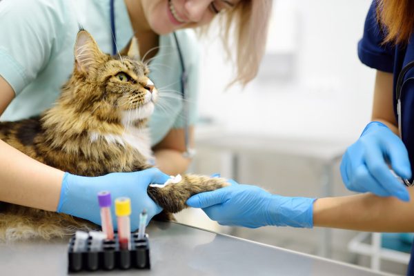 Vet giving cat a blood test