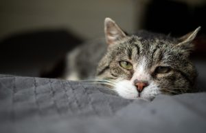 Cat lying on bed with eyes half-closed
