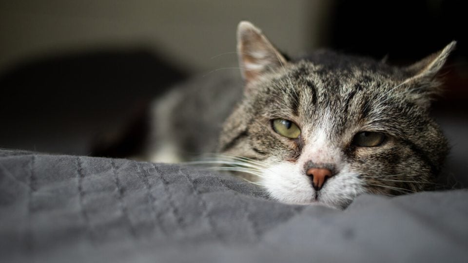 Cat lying on bed with eyes half-closed